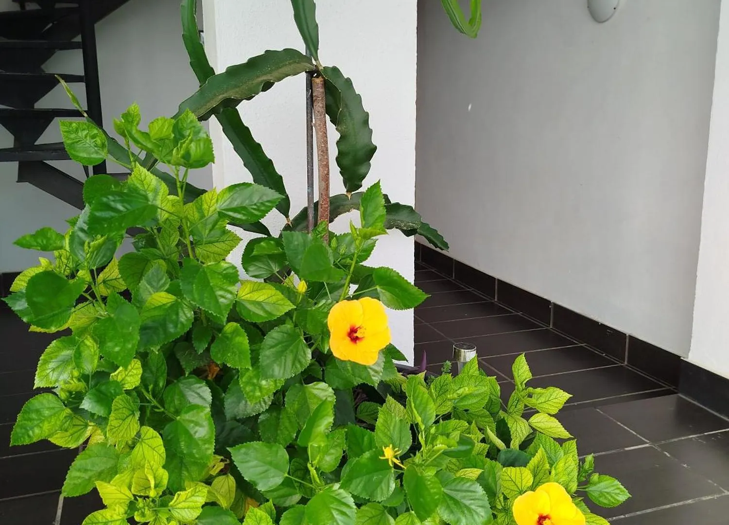 Pinar Suites Habitaciones Torremolinos 0*,  Spain